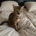 BengalCatBalu